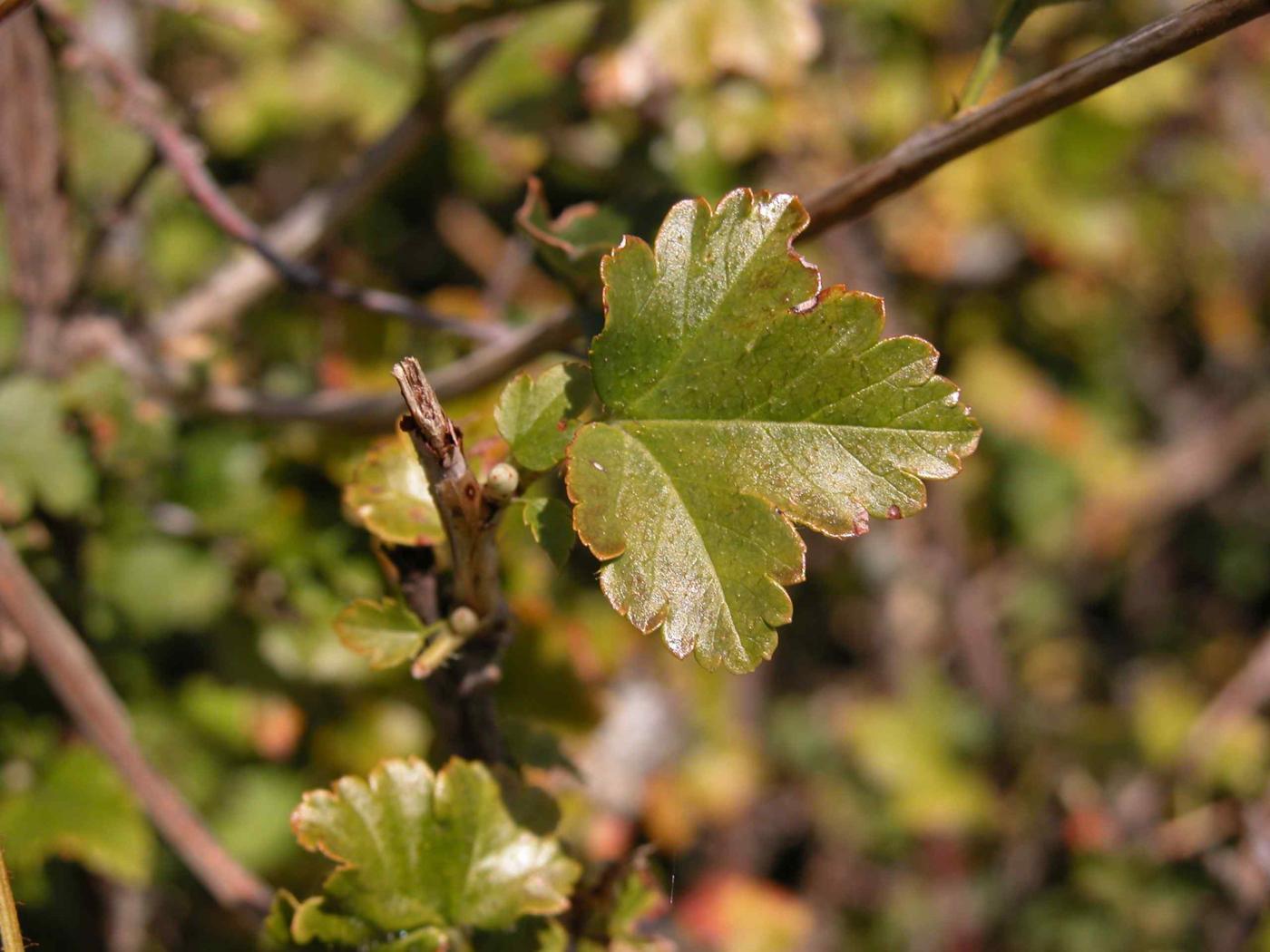 Hawthorn, Single-styled leaf